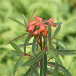 Euphorbia Griffithii 'Fireglow' -Cheap Plants Store pl2000012387 card3 lg