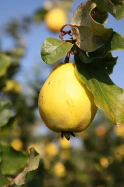 Quince 'Vranja' 5 Quince 'Vranja' -Cheap Plants Store pl2000012513 card3 lg