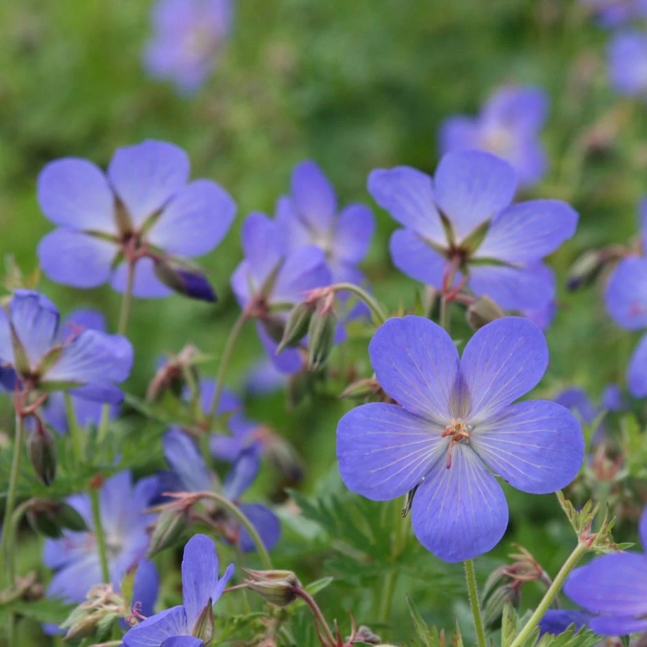 Geranium × Johnsonii 'Johnson's Blue' 1 Geranium × Johnsonii 'Johnson's Blue'