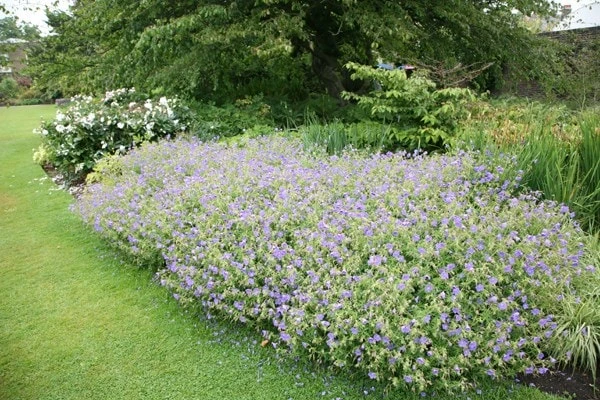 Geranium × Johnsonii 'Johnson's Blue' 2 Geranium × Johnsonii 'Johnson's Blue' - Image 2