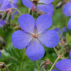 Geranium × Johnsonii 'Johnson's Blue' 6 Geranium × Johnsonii 'Johnson's Blue' -Cheap Plants Store pl2000012646 card3 lg