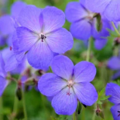 Geranium × Johnsonii 'Johnson's Blue' 7 Geranium × Johnsonii 'Johnson's Blue' -Cheap Plants Store pl2000012646 card5 lg