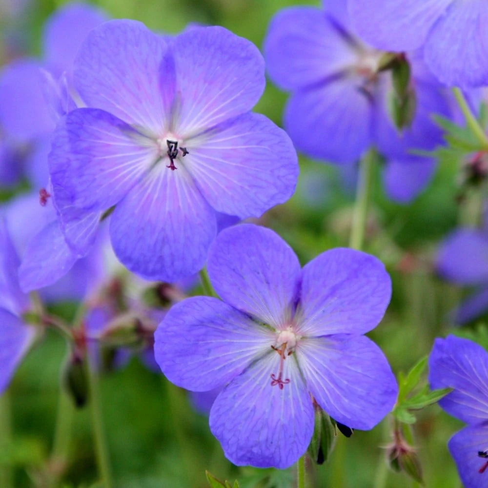 Geranium × Johnsonii 'Johnson's Blue' 4 Geranium × Johnsonii 'Johnson's Blue' - Image 4