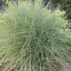 Miscanthus Sinensis 'Morning Light'