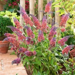 Buddleja × Weyeriana 'Bicolor' -Cheap Plants Store pl2000012669 card3 lg