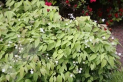 Epimedium × Youngianum 'Niveum' -Cheap Plants Store pl2000012677 card4 lg