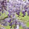 Wisteria Sinensis 'Amethyst'