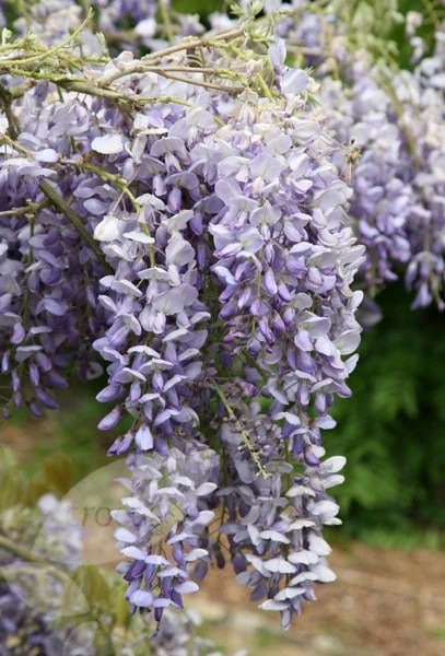 Wisteria Sinensis 'Amethyst' 2 Wisteria Sinensis 'Amethyst' - Image 2