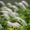 Lysimachia Clethroides