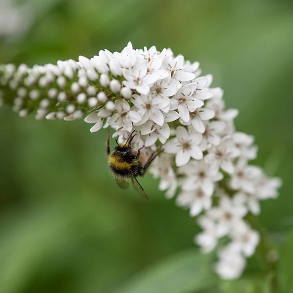 Lysimachia Clethroides 2 Lysimachia Clethroides - Image 2