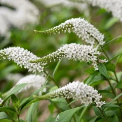 Lysimachia Clethroides 9 Lysimachia Clethroides -Cheap Plants Store pl2000012743 card3 lg