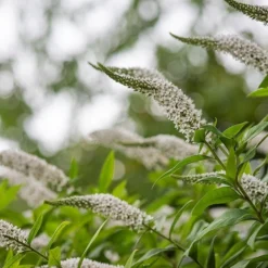 Lysimachia Clethroides 11 Lysimachia Clethroides -Cheap Plants Store pl2000012743 card5 lg