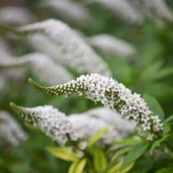 Lysimachia Clethroides 12 Lysimachia Clethroides -Cheap Plants Store pl2000012743 card6 lg