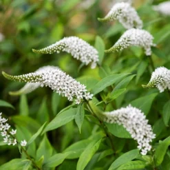 Lysimachia Clethroides 13 Lysimachia Clethroides -Cheap Plants Store pl2000012743 card7 lg