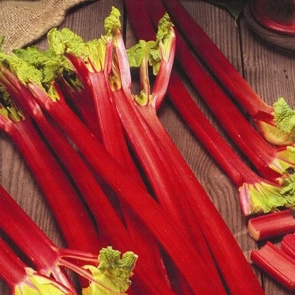 Rhubarb 'Strawberry' 1 Rhubarb 'Strawberry'