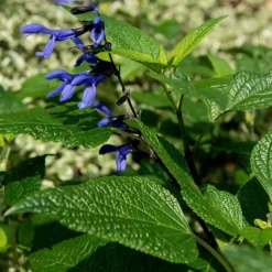 Salvia Guaranitica 'Black And Blue' -Cheap Plants Store pl2000012792 card4 lg
