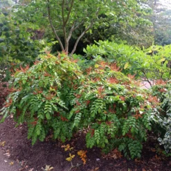 Mahonia Nitens 'Cabaret' (PBR) -Cheap Plants Store pl2000012848 card3 lg
