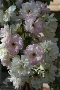 Rosa 'Phyllis Bide' 6 Rosa 'Phyllis Bide' -Cheap Plants Store pl2000012865 card3 lg