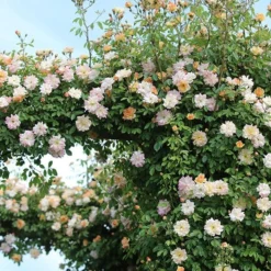 Rosa 'Phyllis Bide' 7 Rosa 'Phyllis Bide' -Cheap Plants Store pl2000012865 card4 lg