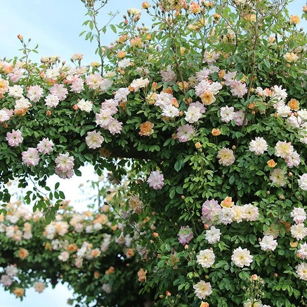 Rosa 'Phyllis Bide' 4 Rosa 'Phyllis Bide' - Image 4