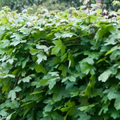 Acer Campestre - Field Maple Hedging 5 Acer Campestre - Field Maple Hedging -Cheap Plants Store pl2000012872 card3 lg