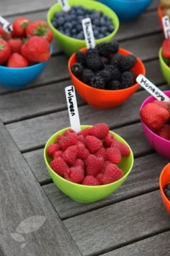 Raspberry 'Tulameen' -Cheap Plants Store pl2000012885 card3 lg