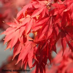 Acer Palmatum -Cheap Plants Store pl2000012901 card3 lg