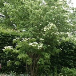 Cornus Florida -Cheap Plants Store pl2000012904 card3 lg