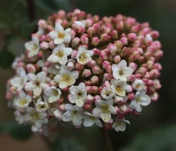 Viburnum × Carlcephalum -Cheap Plants Store pl2000012913 card3 lg