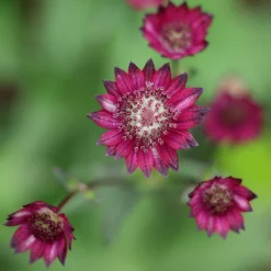 Astrantia 'Hadspen Blood' -Cheap Plants Store pl2000013199 card4 lg