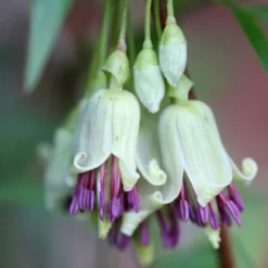 Clematis Napaulensis 5 Clematis Napaulensis -Cheap Plants Store pl2000013334 card3 lg