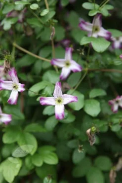 Clematis 'Minuet' -Cheap Plants Store pl2000013343 card3 lg