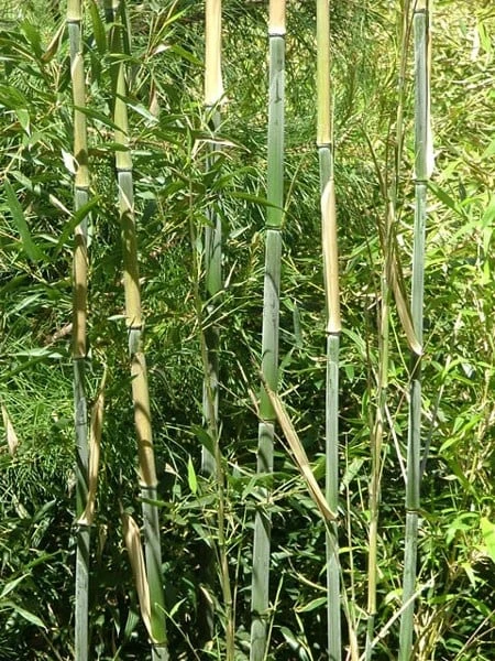 Phyllostachys Bissetii 2 Phyllostachys Bissetii - Image 2