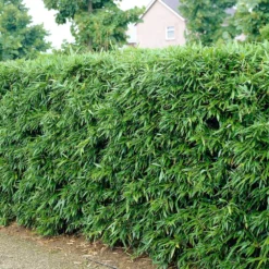 Phyllostachys Bissetii 5 Phyllostachys Bissetii -Cheap Plants Store pl2000013346 card3 lg