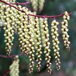 Stachyurus Praecox