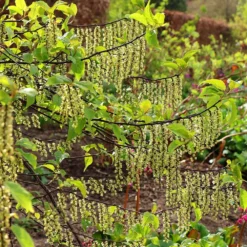 Stachyurus Praecox -Cheap Plants Store pl2000013939 card3 lg