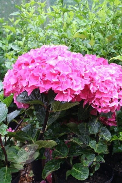 Hydrangea Macrophylla 'Black Steel Zambia' (Black Steel Series) 2 Hydrangea Macrophylla 'Black Steel Zambia' (Black Steel Series) - Image 2