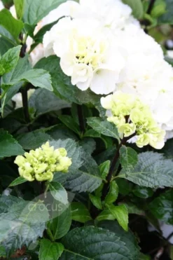 Hydrangea Macrophylla 'Zebra' (PBR) (Black Steel Series) -Cheap Plants Store pl2000014390 card3 lg