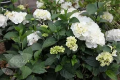 Hydrangea Macrophylla 'Zebra' (PBR) (Black Steel Series) -Cheap Plants Store pl2000014390 card4 lg
