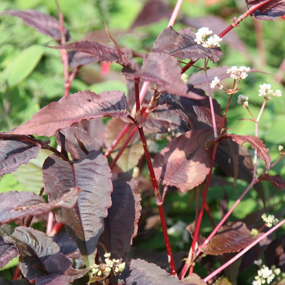 Persicaria Microcephala 'Red Dragon' (PBR) 1 Persicaria Microcephala 'Red Dragon' (PBR)