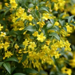 Jasminum Humile 'Revolutum'