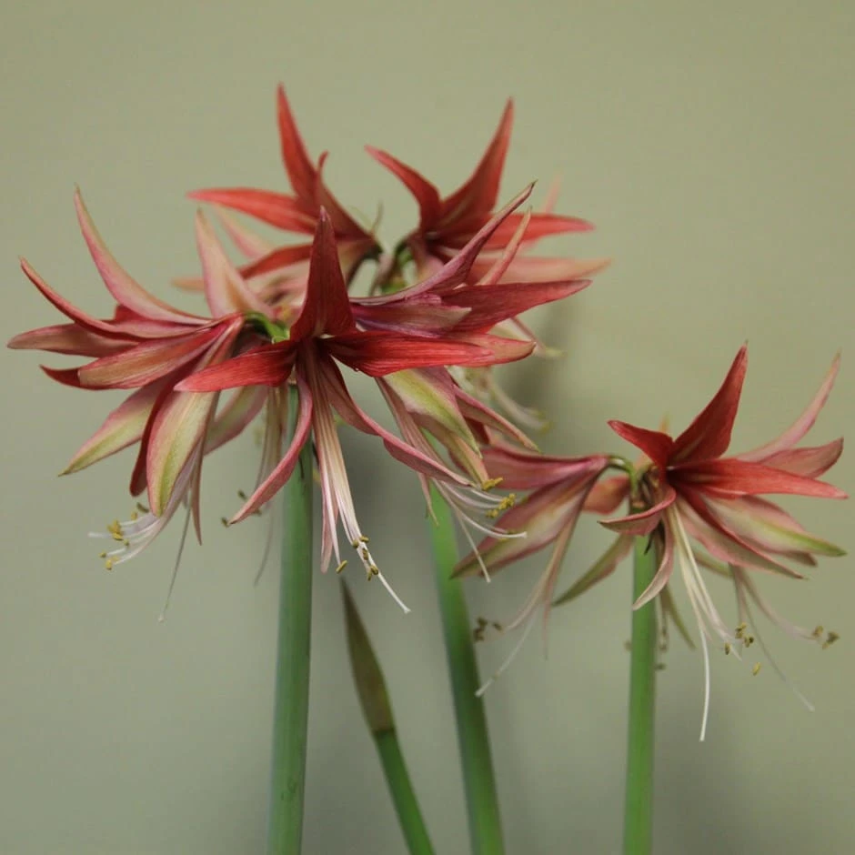 Hippeastrum (Spider Group) 'Sumatra' (PBR) 1 Hippeastrum (Spider Group) 'Sumatra' (PBR)