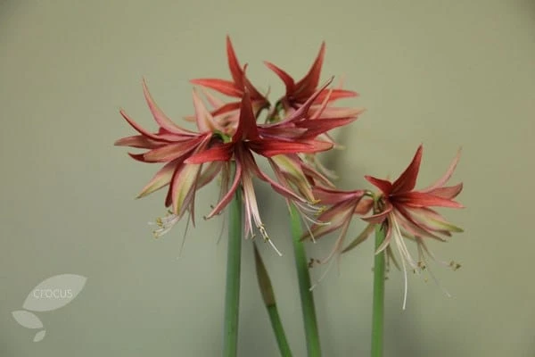Hippeastrum (Spider Group) 'Sumatra' (PBR) 2 Hippeastrum (Spider Group) 'Sumatra' (PBR) - Image 2