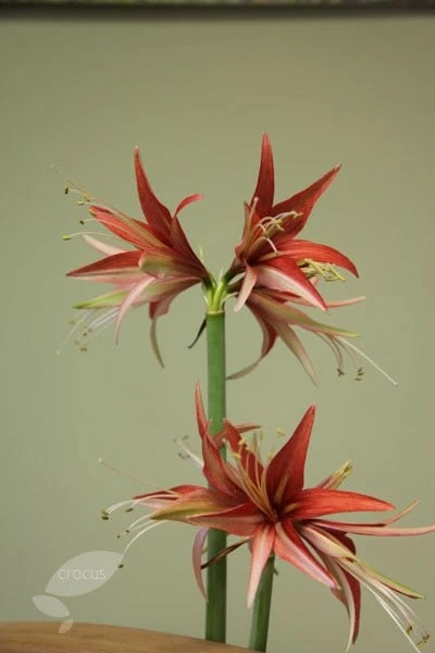 Hippeastrum (Spider Group) 'Sumatra' (PBR) 3 Hippeastrum (Spider Group) 'Sumatra' (PBR) - Image 3