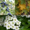 Native Hedgerow Collection
