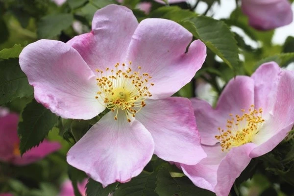 Native Hedgerow Collection 2 Native Hedgerow Collection - Image 2