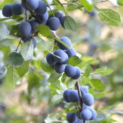 Native Hedgerow Collection 5 Native Hedgerow Collection -Cheap Plants Store pl2000015279 card3 lg