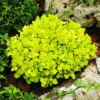 Berberis Thunbergii 'Tiny Gold' (PBR)