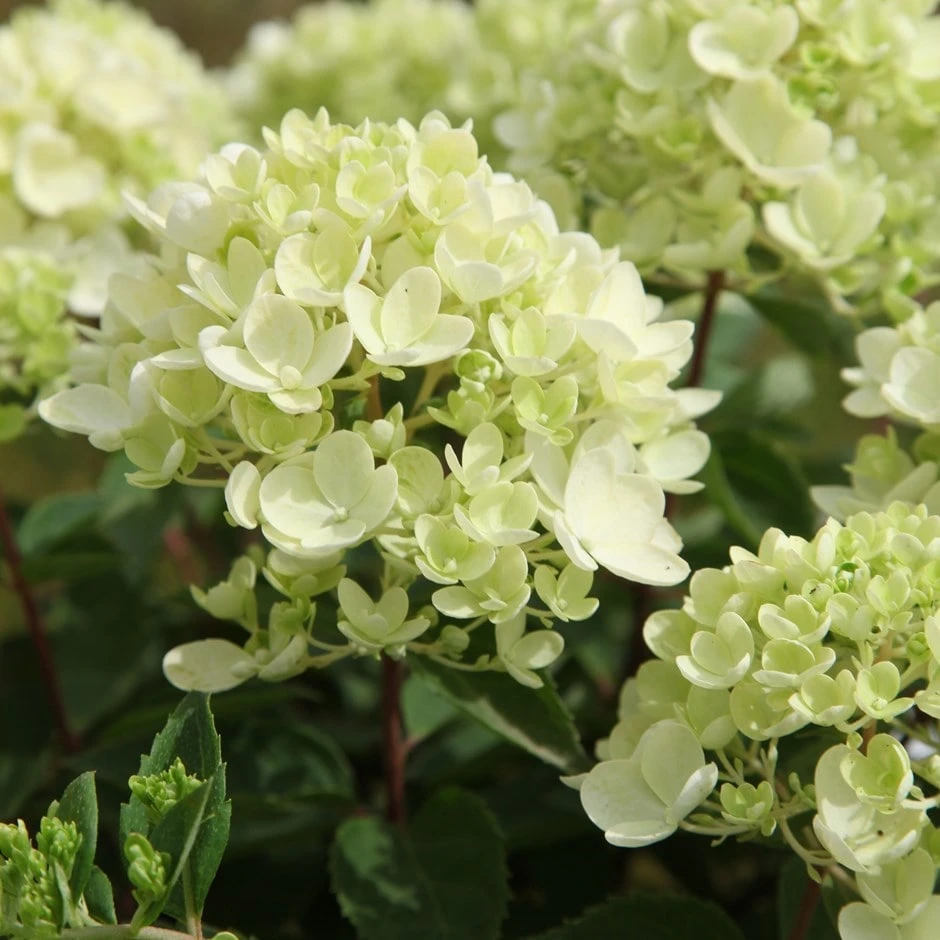 Hydrangea Paniculata 'Bombshell' (PBR) 1 Hydrangea Paniculata 'Bombshell' (PBR)