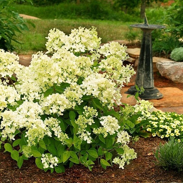 Hydrangea Paniculata 'Bombshell' (PBR) 2 Hydrangea Paniculata 'Bombshell' (PBR) - Image 2